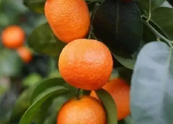 植物产地|广西哪个县沙糖桔最多（广西什么地方沙糖桔最好最甜）