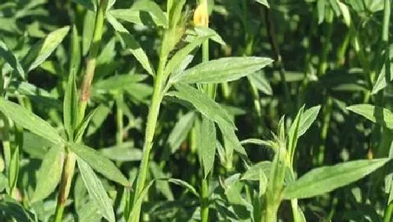 植物种类|多年生牧草品种简介及图片（适合北方种植的耐寒高产牧草）