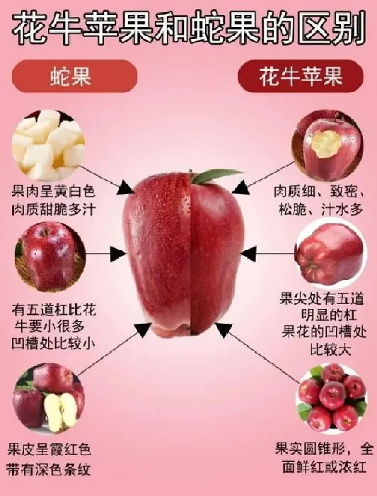 果实科普|蛇果与花牛苹果的区别图片 怎么区分花牛苹果和蛇果