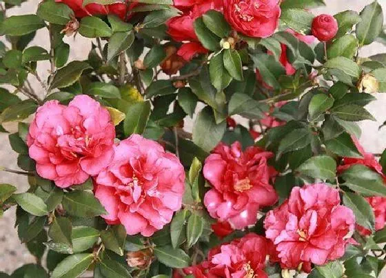 开花时间|茶梅什么时候开花 花期时间与季节