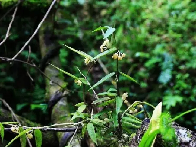植物百科|云南保山龙陵首次发现缅甸球兰 由9种增至10种