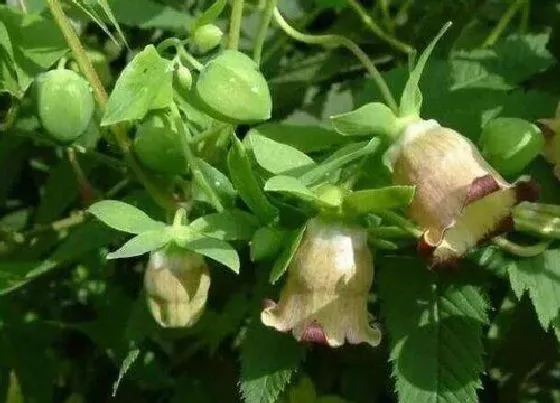 种植管理|党参的生长周期是多长时间