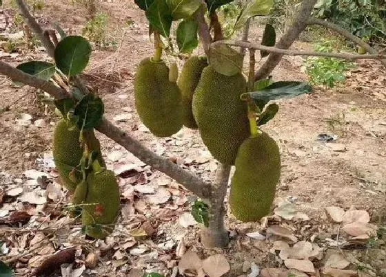 生长环境|菠萝蜜适合在什么地方生长 生长环境条件