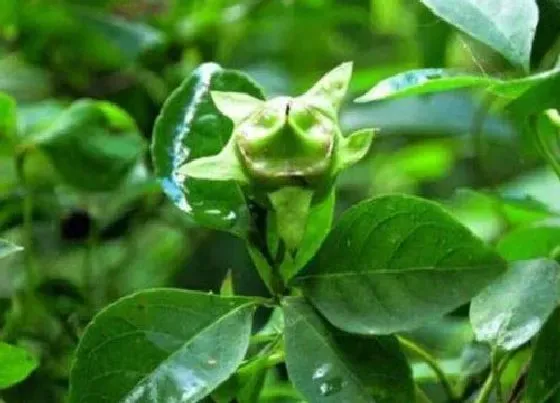 种植管理|党参的生长周期是多长时间