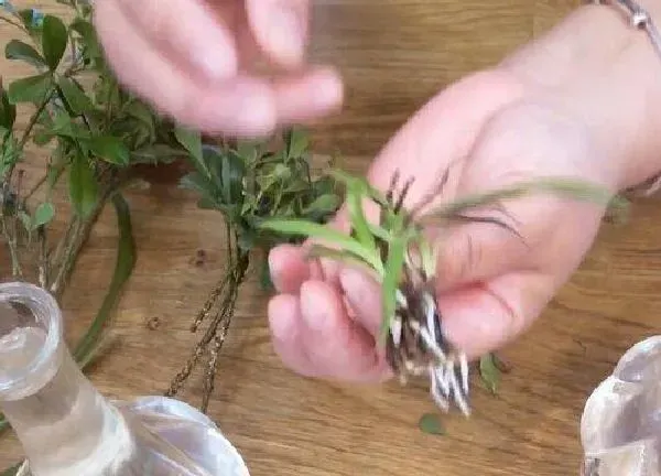 植物扦插|米兰几月份扦插最好