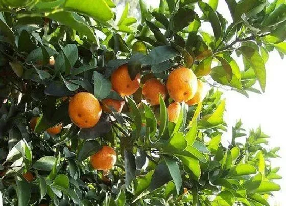 植物寓意|沙糖桔的风水寓意和摆放位置