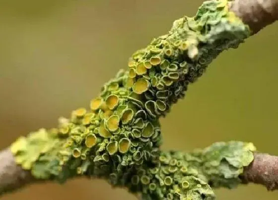 植物种类|地衣是藻类植物吗