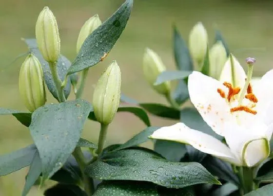 送花|送奶奶买什么花好