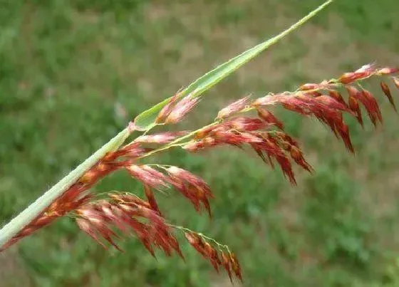 植物百科|红矛是什么植物类别