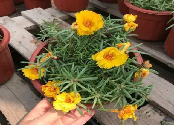 冬天植物|太阳花过冬的方法和注意事项（冬天怎么打理能越冬）