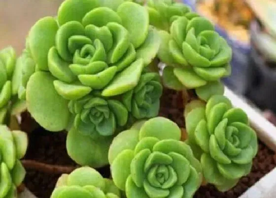 植物繁殖|百合莉莉怎么繁殖方法和注意事项