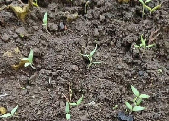 植物播种|秋茄子什么时候播种好