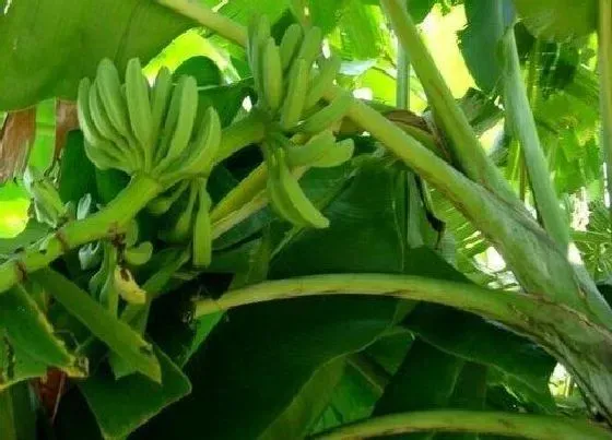 果实成熟|芭蕉几月份成熟