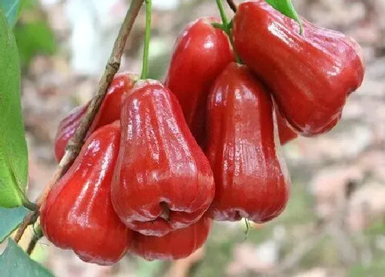 果实成熟|莲雾什么季节成熟 收获时间是几月份