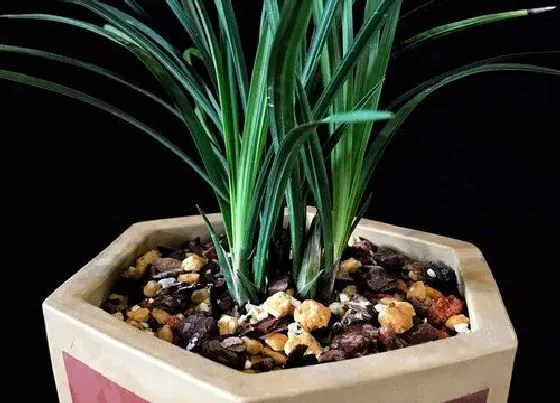 种植管理|兰花怎么栽种方法和注意事项 栽种兰花的正确方法