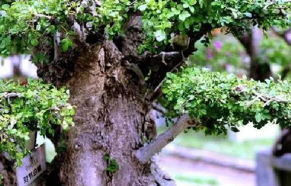 植物浇水|对节白蜡浇水时间和正确方法