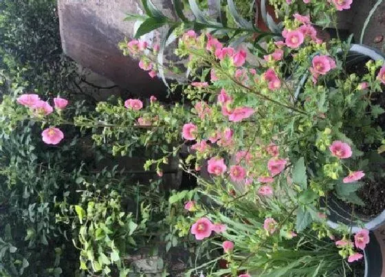 植物百科|小木槿是多年生还是一年生的植物