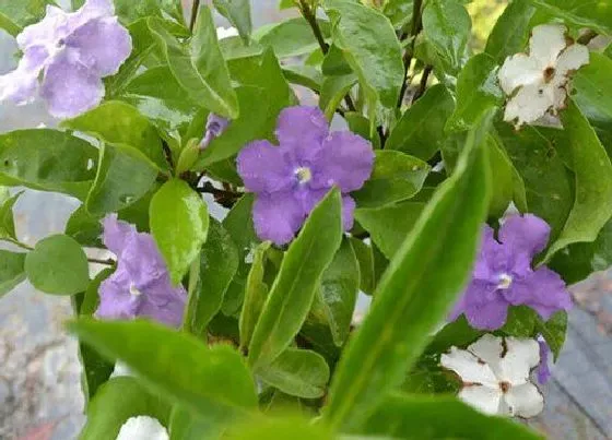 开花时间|鸳鸯茉莉一年开几次花