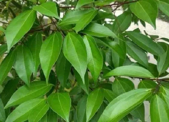 植物种类|桂皮是什么树 桂皮是肉桂树的皮