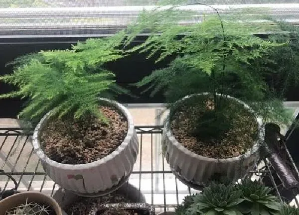 植物移栽|文竹上盆时间与养护方法