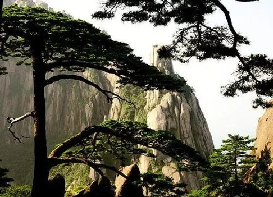 植物百科|青松是什么植物类别