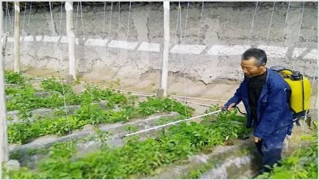 叶面肥种类和使用方法 | 种植技术