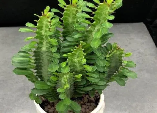 养殖科普|龙骨怕晒太阳吗