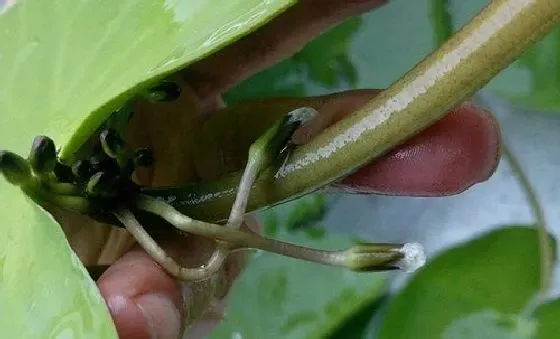 植物繁殖|一叶莲怎么繁殖 繁殖时间和方法图解