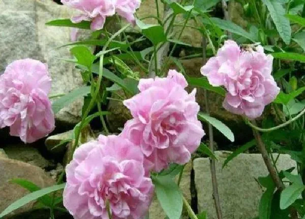 植物移栽|牡丹怎么分盆容易成活