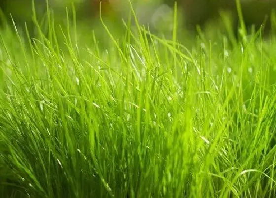 植物种类|小草是植物吗 属于草本类植物