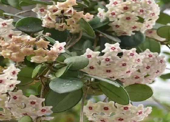植物毒性|球兰花有毒吗 可以放在室内养吗