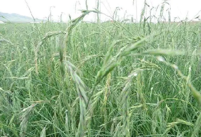 植物种类|多年生牧草品种简介及图片（适合北方种植的耐寒高产牧草）