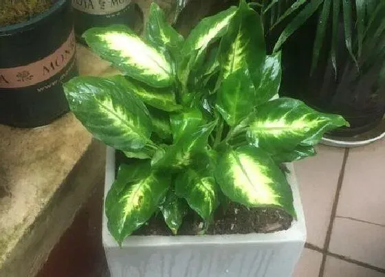 绿植|庭院阴面适合种什么植物 适合背阴地方栽种的植物