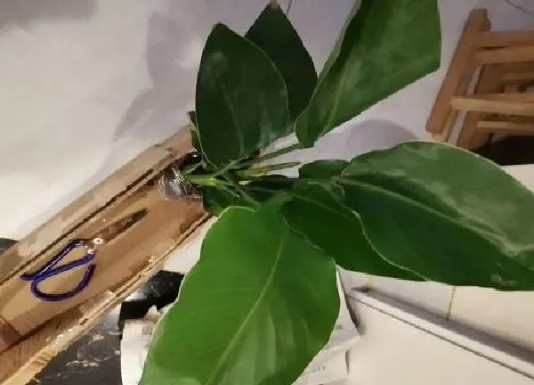 植物浇水|鹤望兰怎么浇水方法