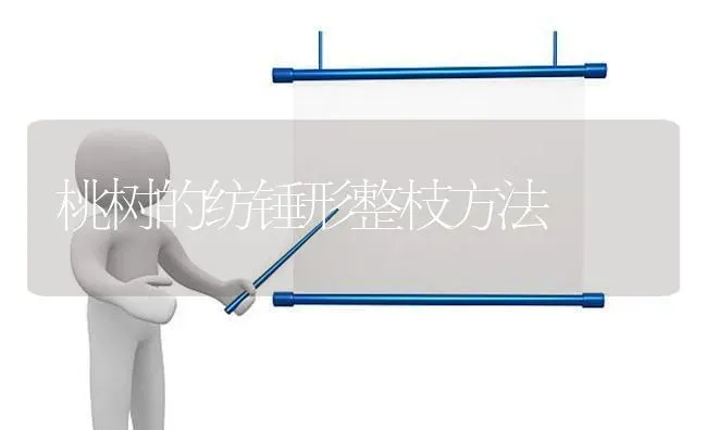 桃树的纺锤形整枝方法 | 瓜果种植