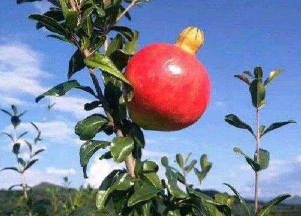 植物浇水|石榴多久浇一次水