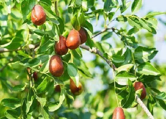 风水百科|院子里种枣树风水好不好（庭院内种植枣树注意事项）