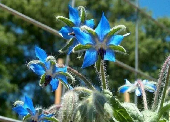 植物播种|琉璃茞什么时候播种最好