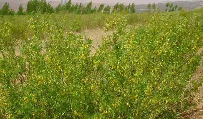 植物种类|多年生牧草品种简介及图片（适合北方种植的耐寒高产牧草）