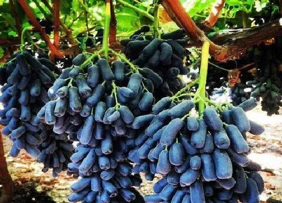 果实科普|葡萄一年四季都有吗 葡萄是哪个季节的应季水果