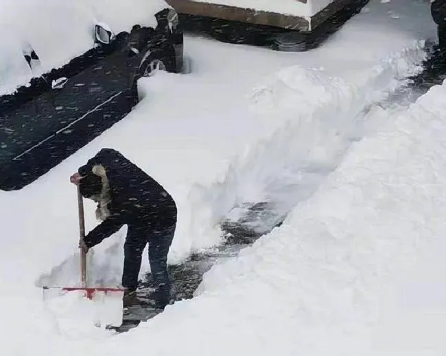 生长环境|寒潮发威南方气温纷纷触底 东北鞍山暴雪全城开启步行模式