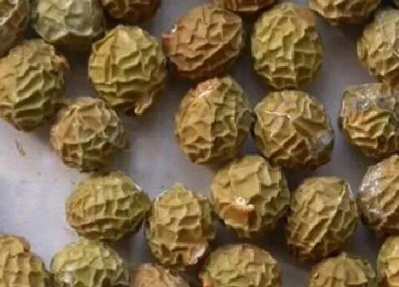 功效常识|梧桐子的功效与作用及食用方法