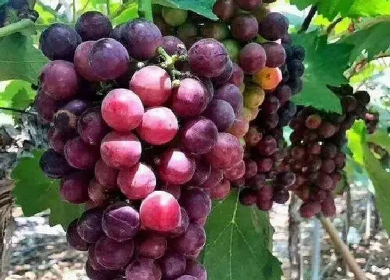 果实科普|葡萄一年四季都有吗 葡萄是哪个季节的应季水果