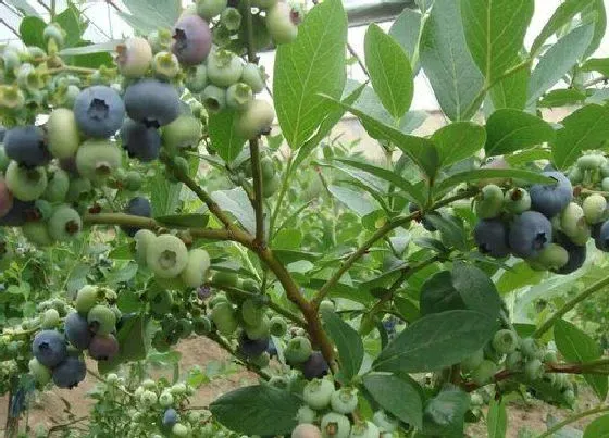 植物排行|蓝莓什么品种最好