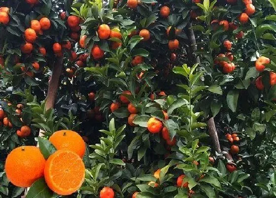 绿植|家里庭院种什么植物风水好又旺财 适合院子里栽的植物