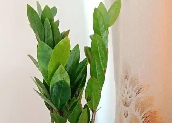花期|金钱树多久开花一次
