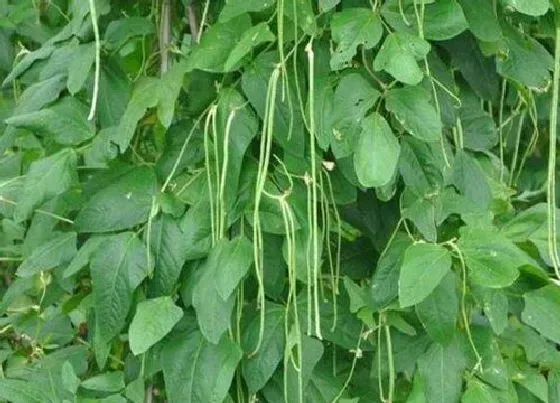 植物播种|秋豆什么时候播种合适