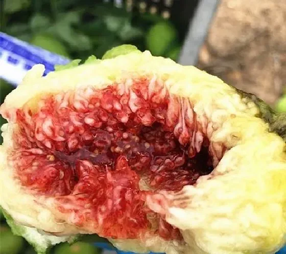果实成熟|无花果怎么看熟没熟 怎么判断熟了