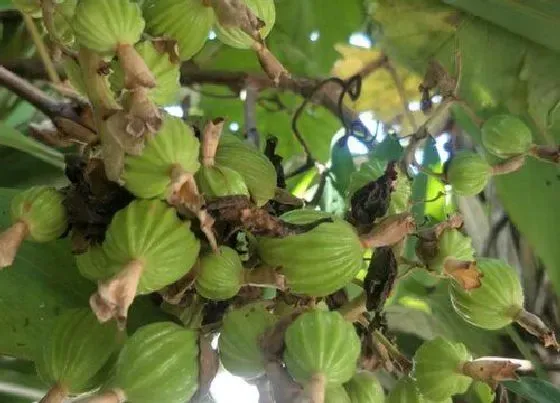 生长环境|砂仁适合什么地方种植