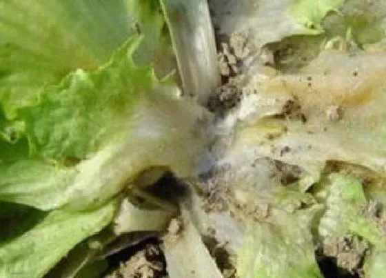 植物病害|生菜病毒病症状与防治方法